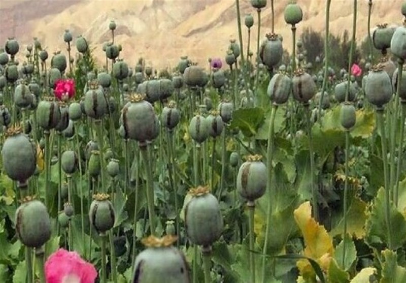 مجازات شدید و تلخی در انتظار کشت غیرقانونی خشخاش است 